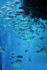 Image showing aquarium with fishes and reef