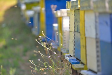 Image showing honey bee home in nature