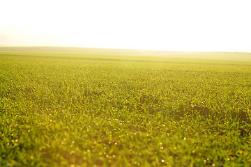 Image showing green grass on a background beautiful sunset