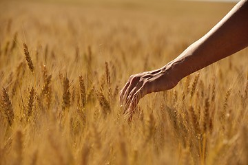 Image showing hand in wheat field