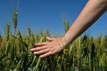 Image showing Hand in wheat field