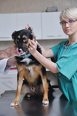 Image showing Female veterinary