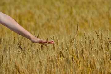 Image showing hand in wheat field