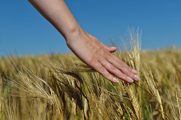 Image showing Hand in wheat field