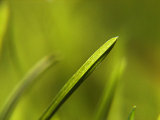 Image showing green grass background