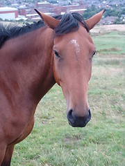 Image showing horse unsure