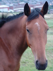 Image showing horse portrait