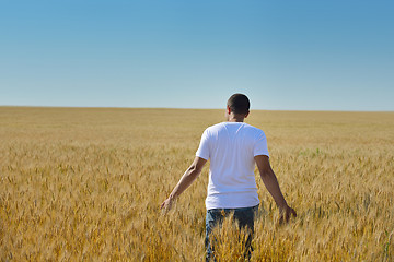 Image showing man in wheat field