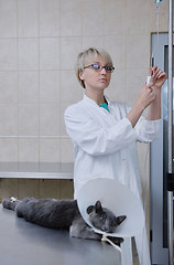 Image showing Female veterinary