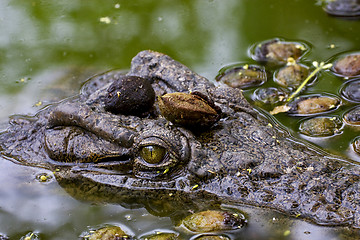 Image showing waiting to kill