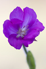 Image showing epilobium parviflorum hirstum