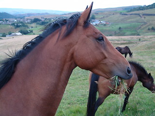 Image showing horse