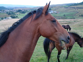 Image showing horse