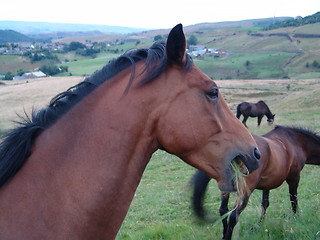 Image showing horse