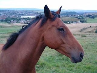 Image showing horse