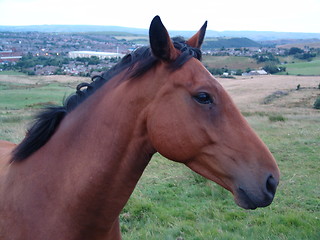 Image showing horse