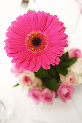 Image showing Pink Gerbera