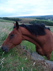 Image showing horse feeding