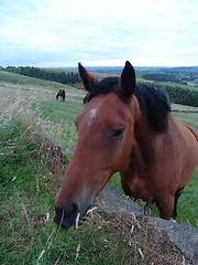 Image showing horse feeding