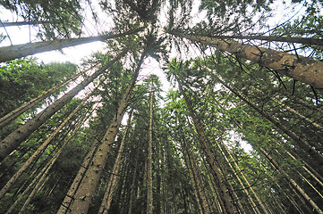 Image showing forest trees  with wide angle lens