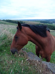 Image showing horse feeding