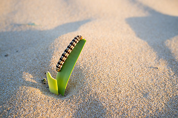 Image showing Caterpillar eating 