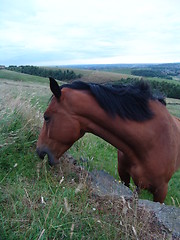Image showing horse feeding