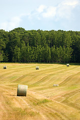 Image showing Large Hay Bales