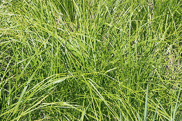 Image showing Grass