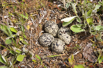 Image showing Killdeer Eggs