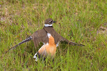 Image showing Mother Killdeer