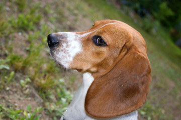 Image showing Alert Beagle