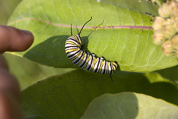 Image showing Milkweed Caterpillar