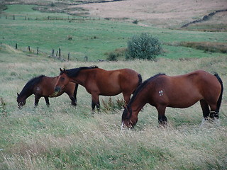 Image showing three horses grazing