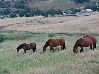 Image showing three grazing horses