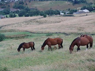 Image showing three grazing horses