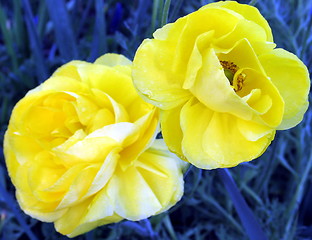 Image showing Flower twins