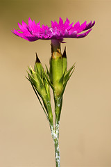 Image showing wild violet carnation  hirstum sylvestris in brown