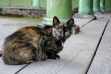 Image showing Cat