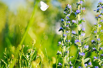 Image showing white buterfly on flower