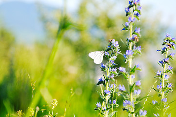 Image showing white buterfly on flower