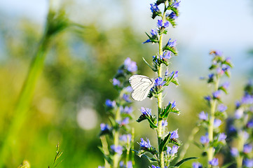 Image showing white buterfly on flower