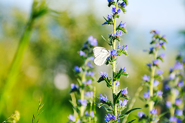 Image showing white buterfly on flower