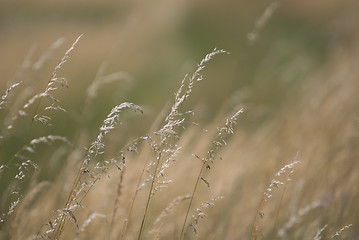Image showing wind in grass