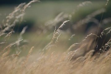 Image showing wind in grass