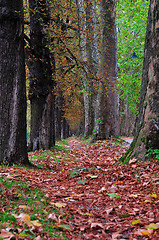 Image showing long alley at fall autumn sesson