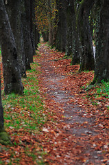 Image showing long alley at fall autumn sesson