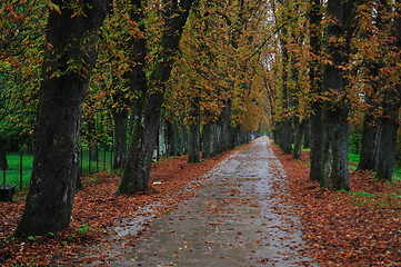 Image showing long alley at fall autumn sesson