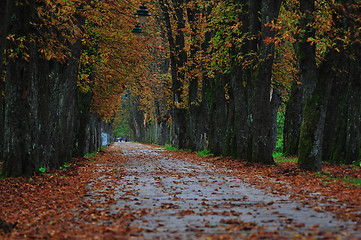 Image showing long alley at fall autumn sesson