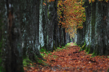 Image showing long alley at fall autumn sesson
